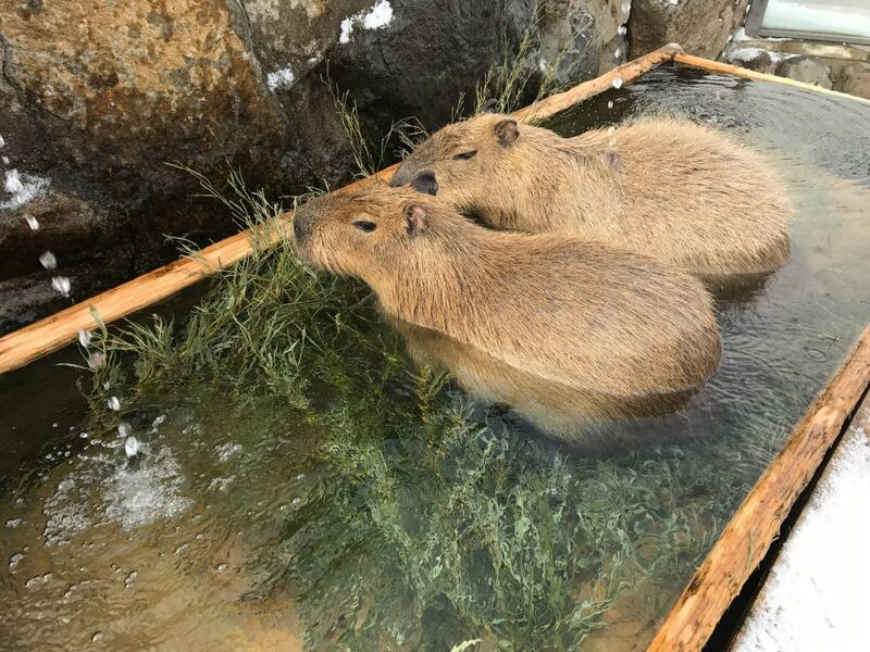 Capybara đặc biệt thích tắm, ưa sạch sẽ và luôn phải sống gần nguồn nước