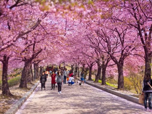 Hoa anh đào Hàn Quốc làm khách du lịch say mê