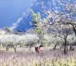 Vẻ đẹp Tà Mung vào xuân để lại ấn tượng sâu sắc