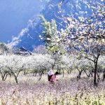 Khám phá Tà Mung Lai Châu mùa nào đẹp nhất