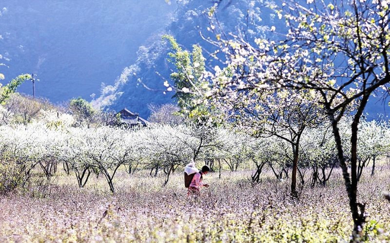 Vẻ đẹp Tà Mung vào xuân để lại ấn tượng sâu sắc