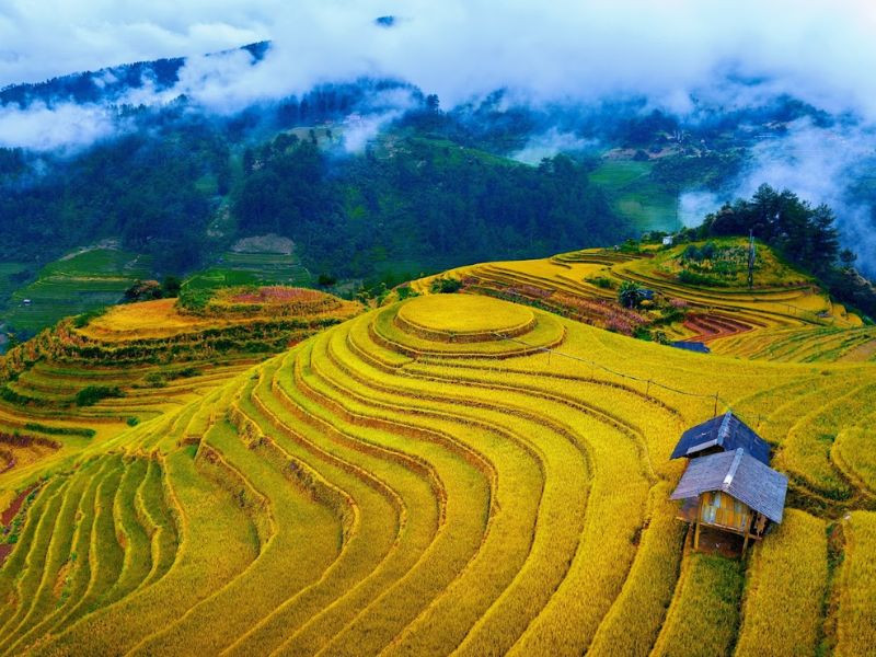 Mùa vàng Yên Bái - Bức tranh thiên nhiên rực rỡ