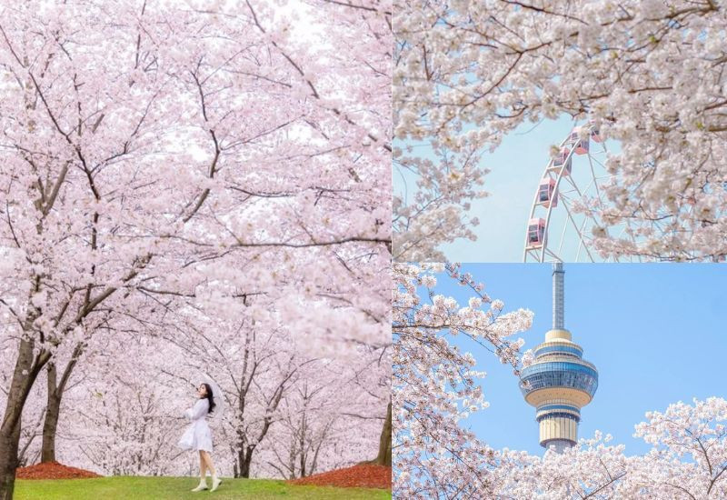 Công viên Gucun - điểm ngắm hoa anh đào nổi tiếng ở Thượng Hải