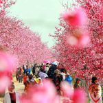 Hoa anh đào Côn Minh tháng mấy nở? Nên ngắm ở đâu?