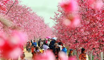 Thành phố Côn Minh với hoa rực rỡ quanh năm