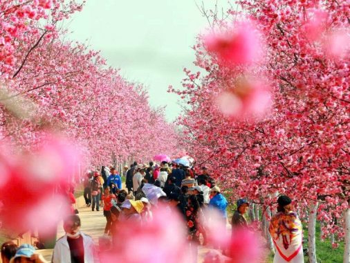 Thành phố Côn Minh với hoa rực rỡ quanh năm