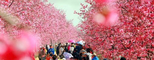 Thành phố Côn Minh với hoa rực rỡ quanh năm