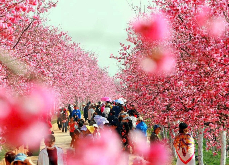 Thành phố Côn Minh với hoa rực rỡ quanh năm