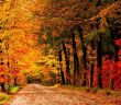 Khung cảnh rừng thu nhuộm màu cam đỏ