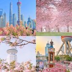 Thượng Hải vào tháng 3 có gì đặc biệt?