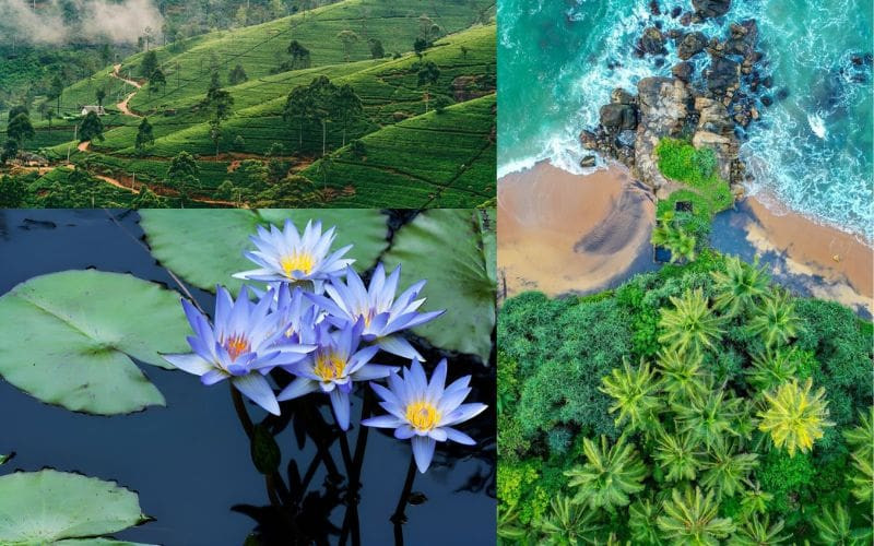 Sri Lanka là điểm đến nổi bật của du lịch châu Á Sri Lanka là điểm đến nổi bật của du lịch châu Á