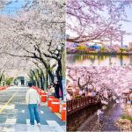 Kinh nghiệm du lịch Hàn Quốc vào tháng 4