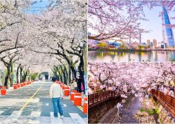 Du lịch Hàn Quốc tháng 4 mùa hoa anh đào