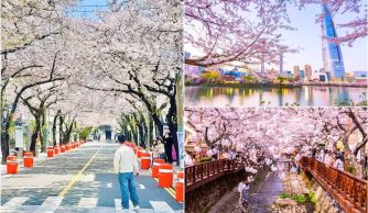 Du lịch Hàn Quốc tháng 4 mùa hoa anh đào