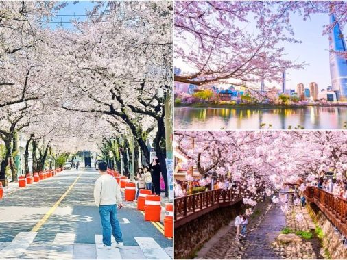 Du lịch Hàn Quốc tháng 4 mùa hoa anh đào