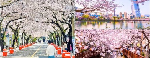 Du lịch Hàn Quốc tháng 4 mùa hoa anh đào