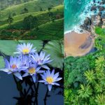 Mua gì làm quà cho người thân khi du lịch Sri Lanka?
