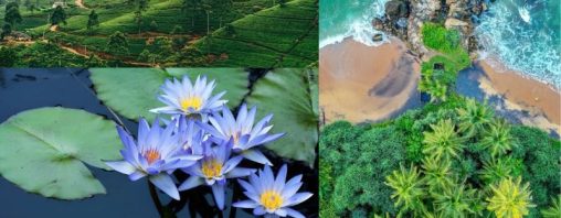 Sri Lanka là điểm đến nổi bật của du lịch châu Á