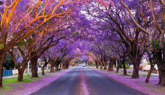 Sắc tím Jacaranda phủ kín những góc phố nước Úc