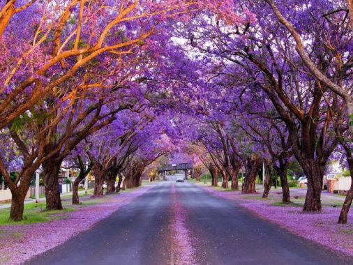 Sắc tím Jacaranda phủ kín những góc phố nước Úc