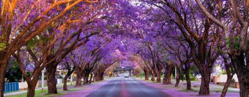 Sắc tím Jacaranda phủ kín những góc phố nước Úc